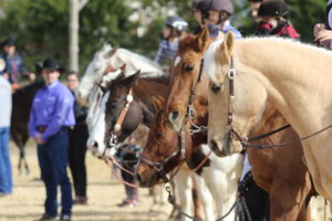 Élevage quarter horse cheval western pension 